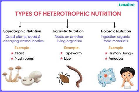 Heterotrophic Nutrition - Definition, Types, Examples - Teachoo