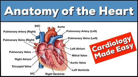 Anatomy of the Heart: Structures and Blood Flow [Cardiology Made Easy] - YouTube