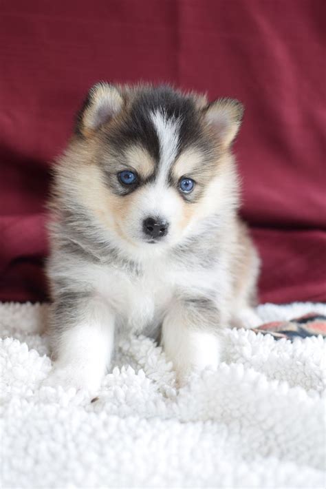 Pomsky Puppy. | Pomsky puppies, Pomsky dog, Very cute dogs