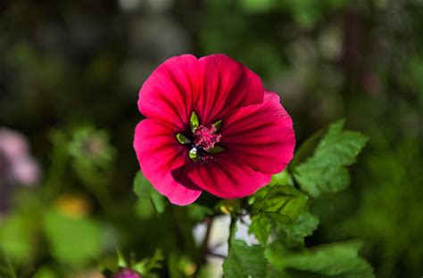 Winecup | Callirhoe digitata Callirhoe poppy mallow Texas Wi… | Flickr