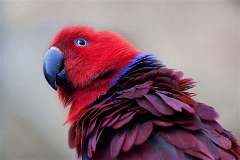 Eclectus Parrots : Biological Science Picture Directory – Pulpbits.net