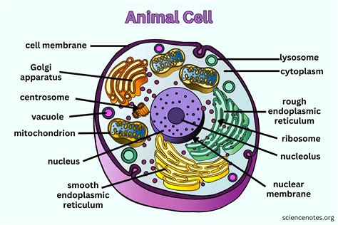 Animal Cell – Diagram, Organelles, and Characteristics Recently updated ! - TrendRadars
