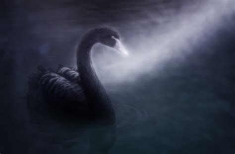 COVID 19 – “A black swan event?” loaded with opportunity