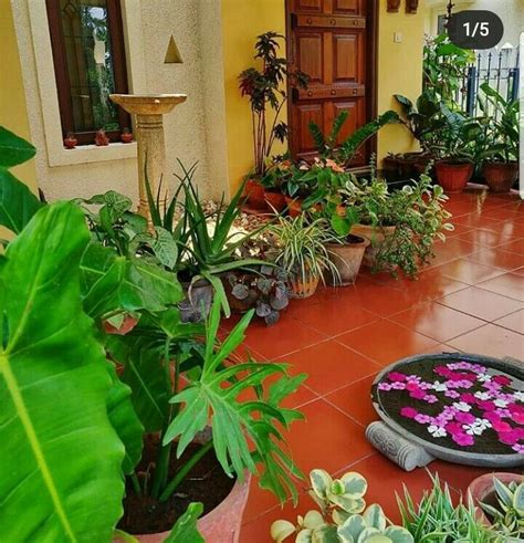 balcony plants for privacy | Balcony plants, Container garden design ...