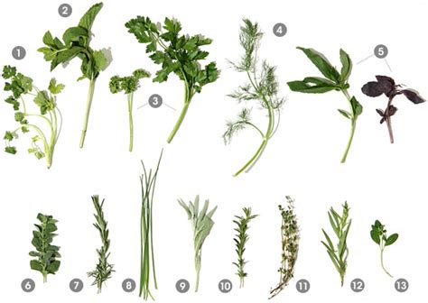 A Visual Guide to Fresh Herbs | Epicurious.com | Epicurious.com