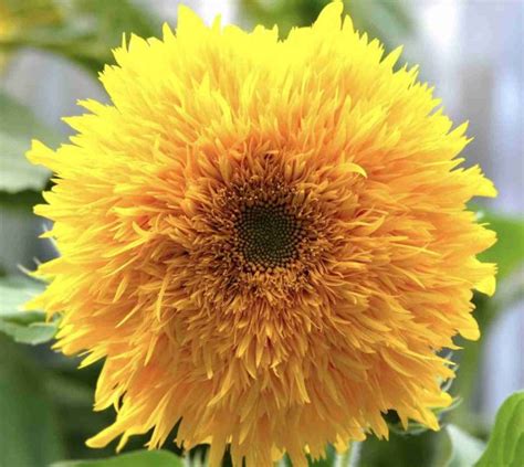 Sunflower Teddy Bear seeds | Buy Sunflower Seeds Online