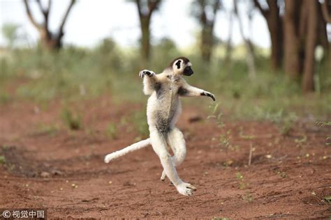 CGTN on Twitter | Lemur, Wildlife reserve, Animation series