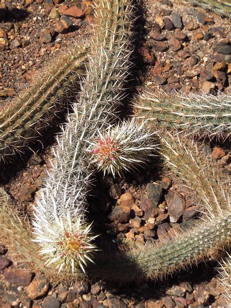 Snake like cactus Dandelion, Snake, Flowers, Plants, Life, Dandelions, A Snake, Plant, Taraxacum ...