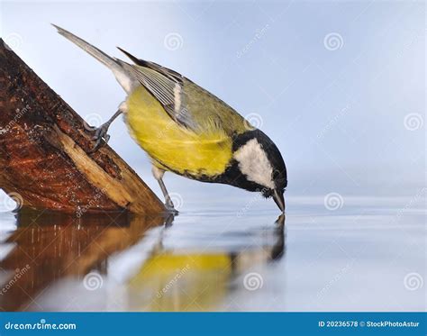 Bird Drinking Water. Royalty Free Stock Photos - Image: 20236578