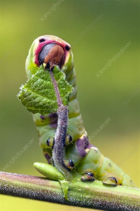 Puss moth caterpillar - Stock Image - C021/6047 - Science Photo Library