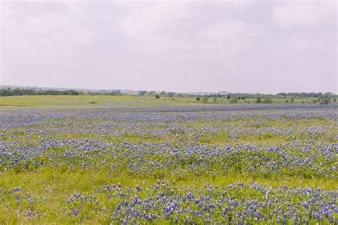 March Bluebonnets in Ennis, Texas — Made of Gray