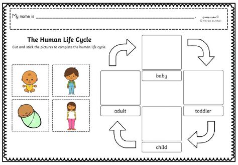 Human Life Cycle For Kids Worksheet