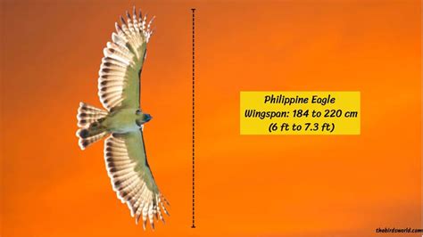 Philippine Eagle Wingspan: How Big Are They Comparison?