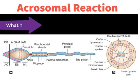 Acrosomal Reaction Explained in Hindi || DC Dutta Explained in Hindi - YouTube