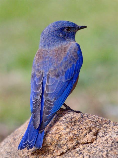 Western Bluebird | San Diego Bird Spot