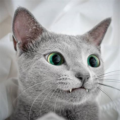 Mesmerizing Photos of Russian Blue Cats with Green Eyes