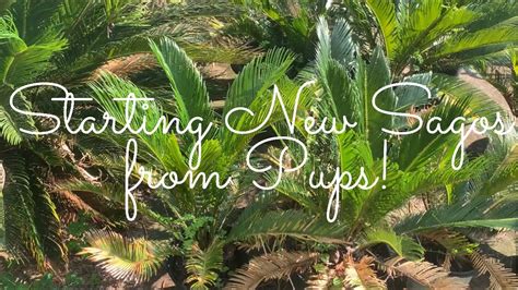 Propagating Sago Palms from Pups! - YouTube