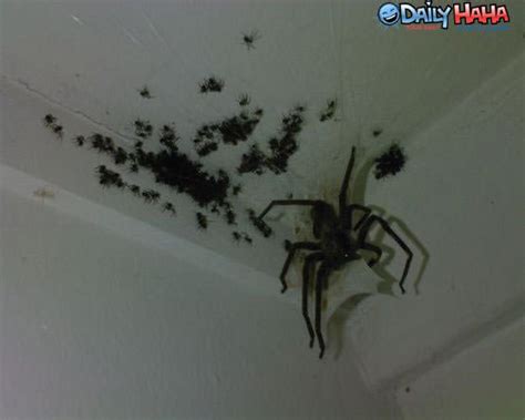 baby spiders