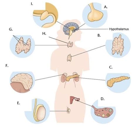 Endocrine Diagram Diagram | Quizlet