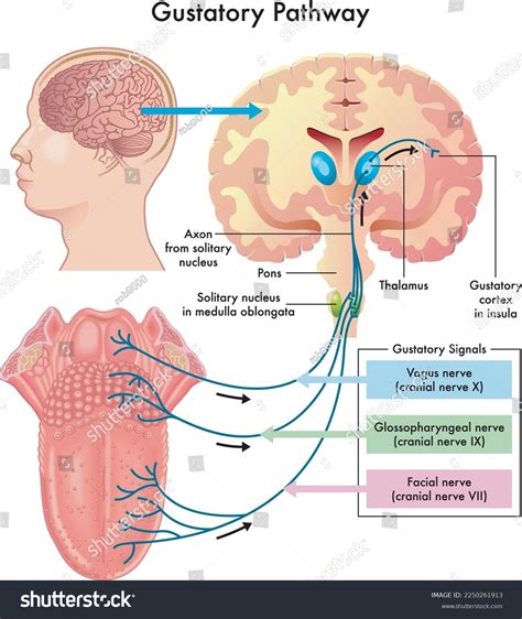 Diagram Gustatory Pathway Annotations Stock Vector (Royalty Free) 2250261913 | Shutterstock