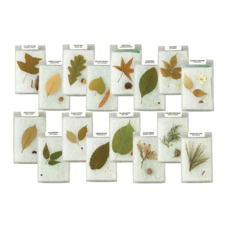 Leaves and Seeds of Trees Displays - Leaf and Seed Identification