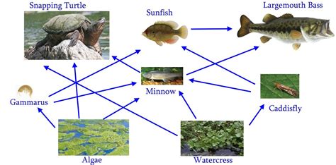 Sea Turtle Food Chain Diagram