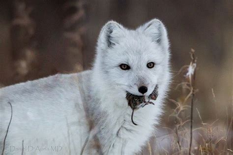 20 best images about Arctic: Lemming on Pinterest | Canada, Arctic tundra and Ice age