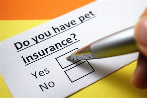 Is Pet Insurance Worth It? Emergency Vet Considers Benefits