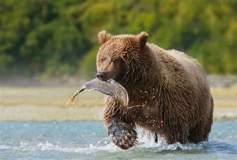 Bear Viewing Homer - Homer Bear Viewing - Bear Viewing Homer Alaska - Homer Alaska Bear Viewing