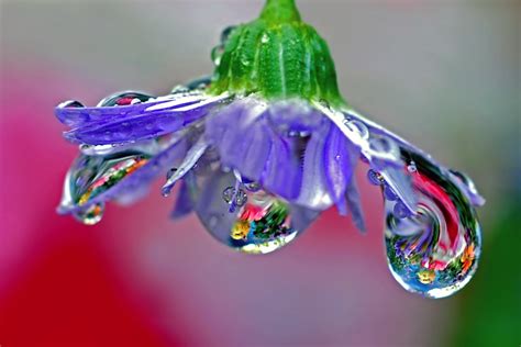 drop, purple flower, raindrop, chandelier, 2K, blown glass, purple, dew ...