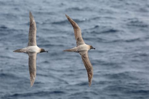 Cool picture of two Light-mantled Sooty Albatrosses. They live a pelagic life (at sea), except ...