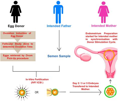 Get IVF with Egg Donor Centre, Service, Treatment | Dynamic Fertility