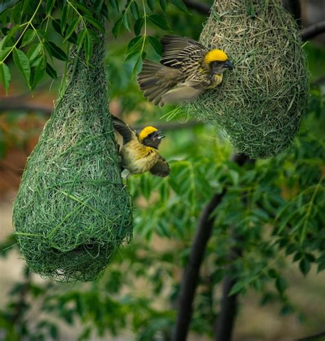 Premium Photo | Forest bird