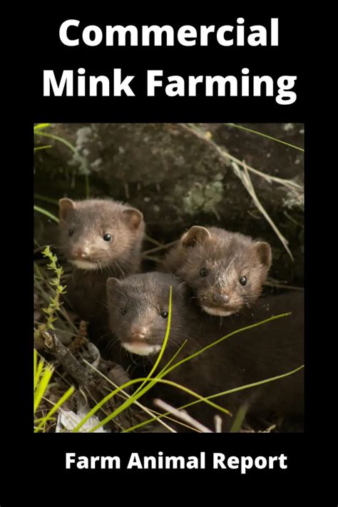 Ultimate Guide Commercial Mink Farming