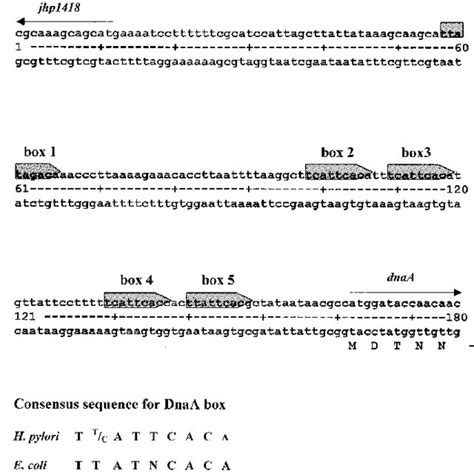 Structure of the putative H.pylori oriC region. The DnaA boxes are... | Download Scientific Diagram