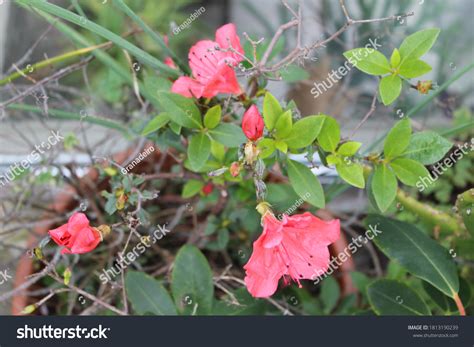 Types Colors Azalea Flower Stock Photo 1813190239 | Shutterstock