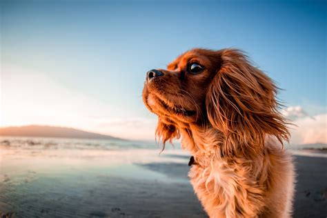 Free stock photo of dog on the beach. High-resolution download. | Dog friendly beach, Dog beach ...