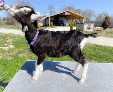 Full blooded Alpine Dairy goat, Aurora "DOE" Born 1-20-2023 | Harmony Lane Farms