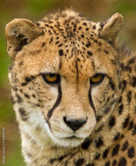 Close up of a Adolescent Cheetah Face, looking forlorn Stock Photo ...