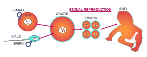 schematic diagram of reproduction of animals Science Reproduction in Animals - 6755154 ...