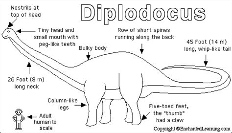 Dinosaur Diplodocus