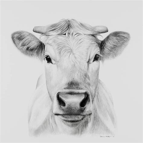 Portrait drawing of a cow | Drawings, Portrait drawing, Animal sketches