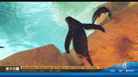 SeaWorld's Penguin Encounter celebrates 30-years | cbs8.com