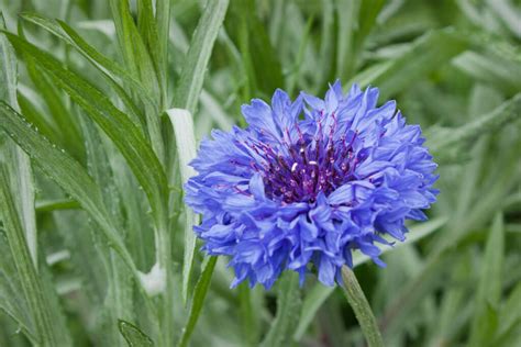 Cornflower: sowing, location & uses - Plantura