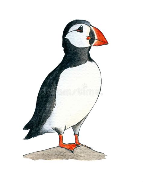 How To Draw A Puffin For Kids Okay guys i know you all loved the ...