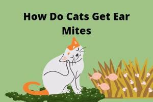 How Do Cats Get Ear Mites: 7 Contact Ways, Symptoms & Prevention