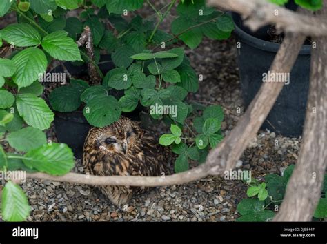 closeup of a bird of prey at the British Bird of Prey centre, Wales ...