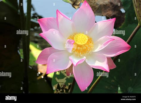 Vietnam lotus hi-res stock photography and images - Alamy