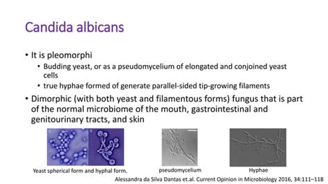 Chronic mucocutaneous candidiasis