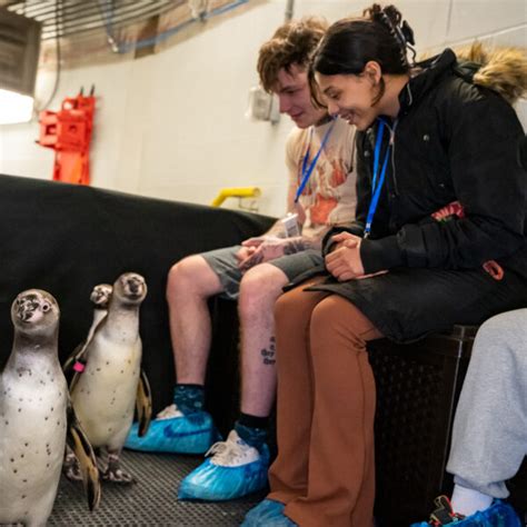 Penguin Encounter - Aquarium of Niagara